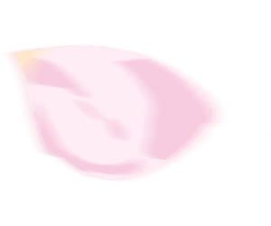 sakura flower petal